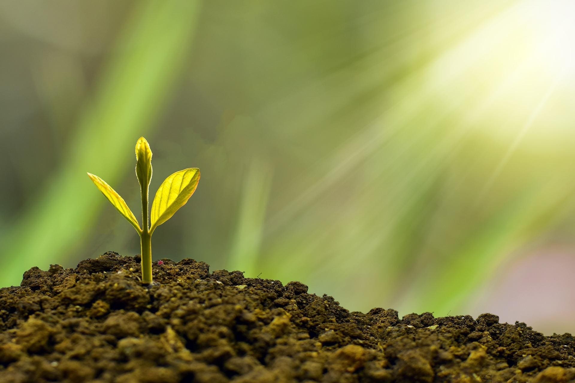 Photograph of small plant emerging timid from earth.