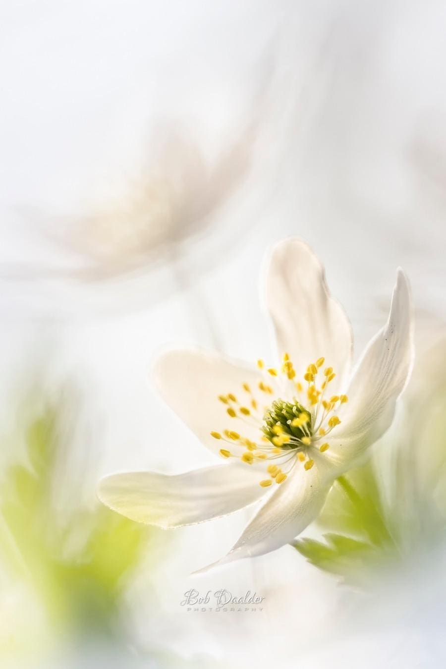 Close-up photograph of a flower.