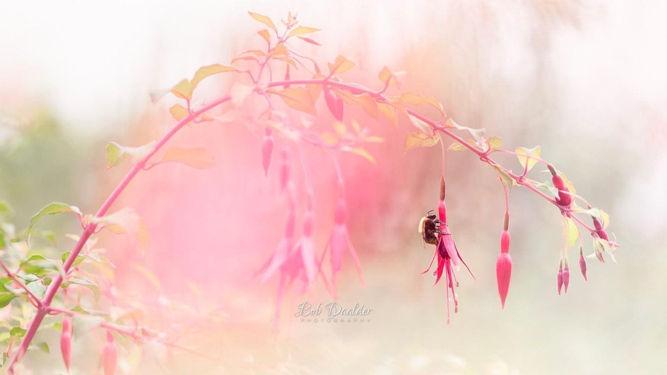Close-up photograph of a bee sitting on a flower.