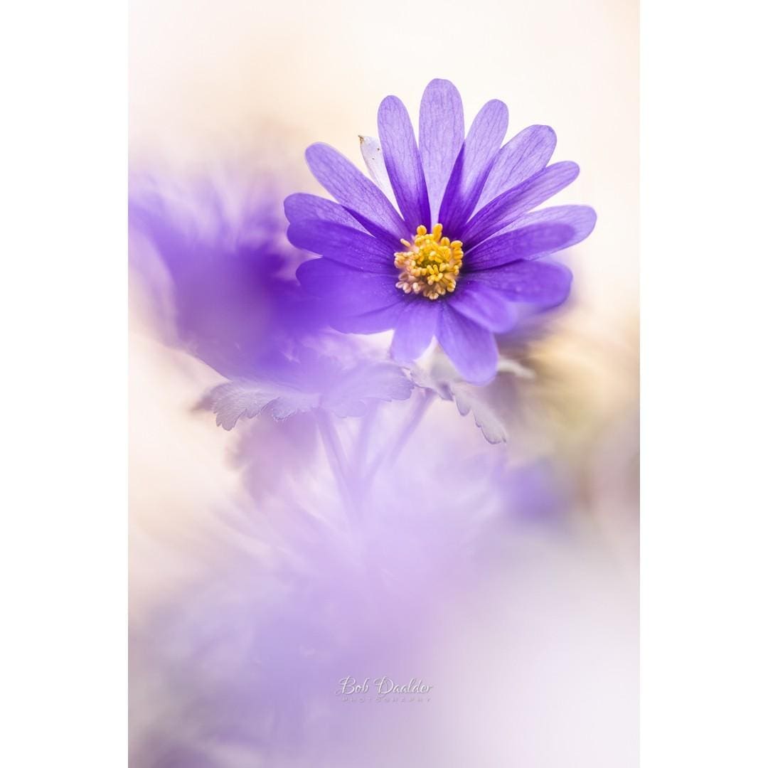 Close-up photograph of a flower.
