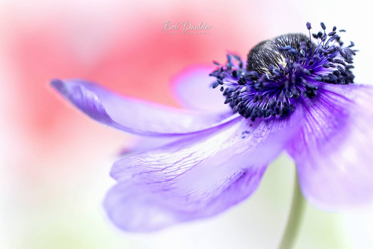 Macro photograph of a flower, taken by photographer Bob Daalder.