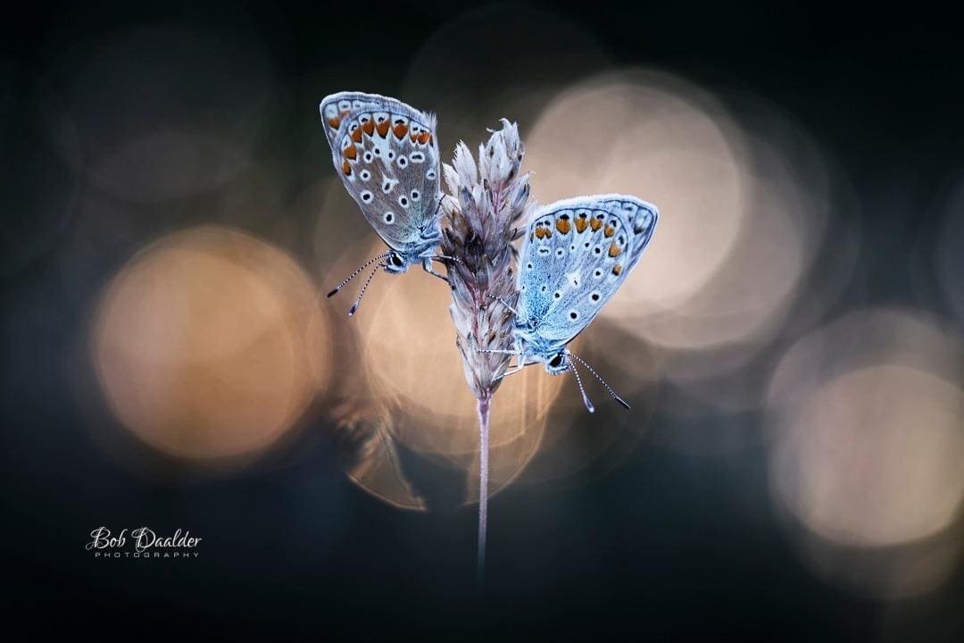 Close-up photograph of two butterflies sitting on opposite sides of a flower.