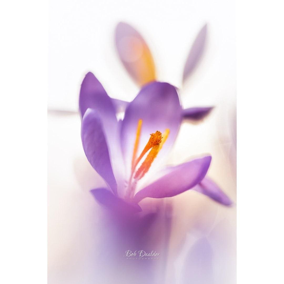 Close-up photograph of a flower.