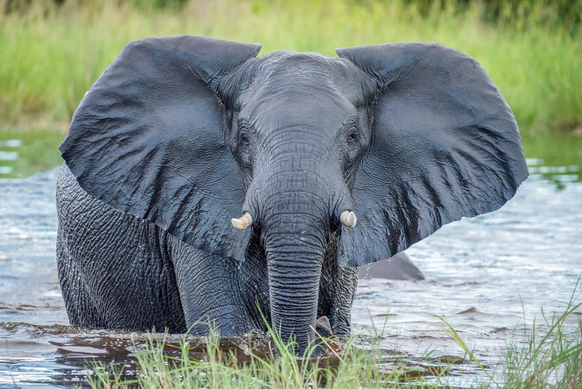 Photograph of an African elephant in water.