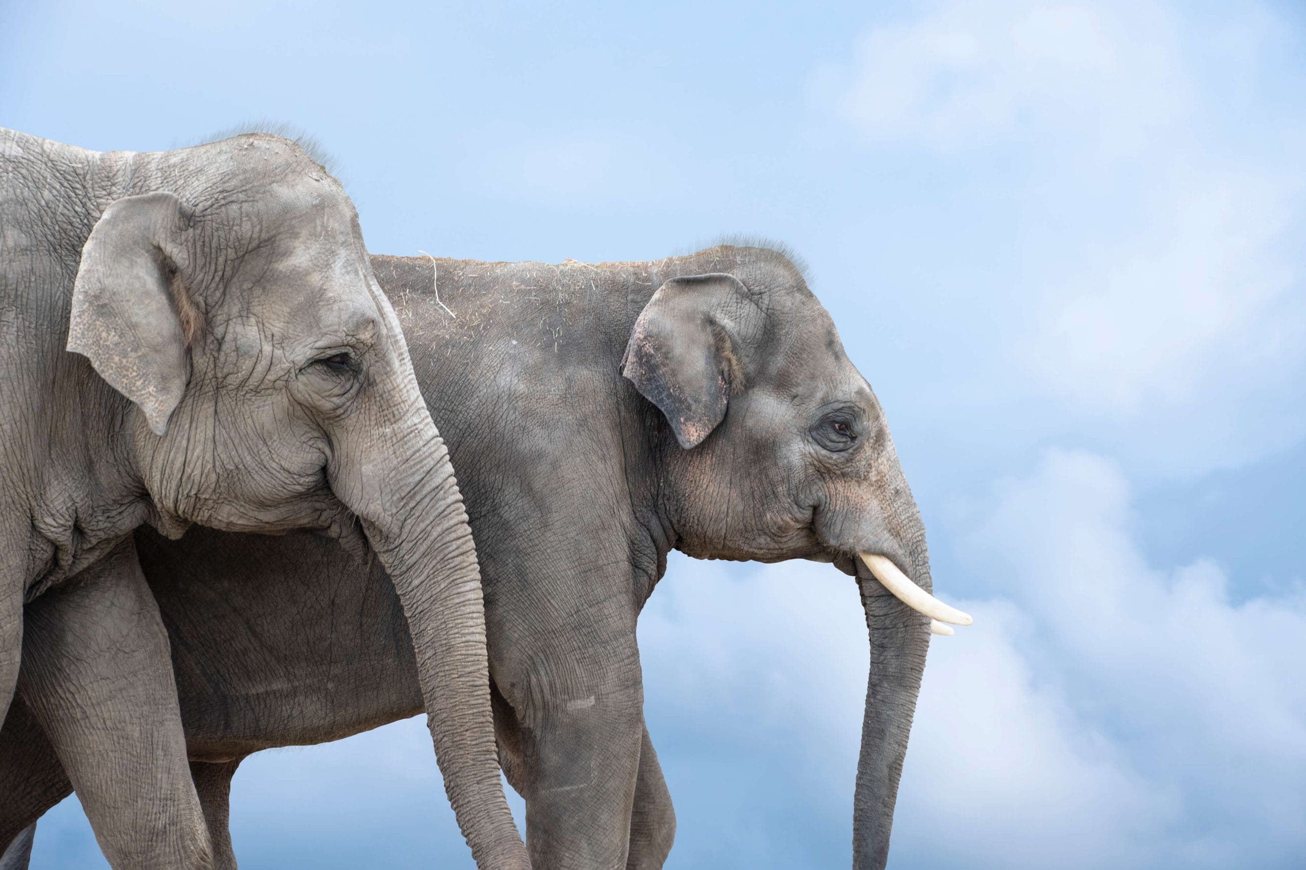 Two Asian elephants.