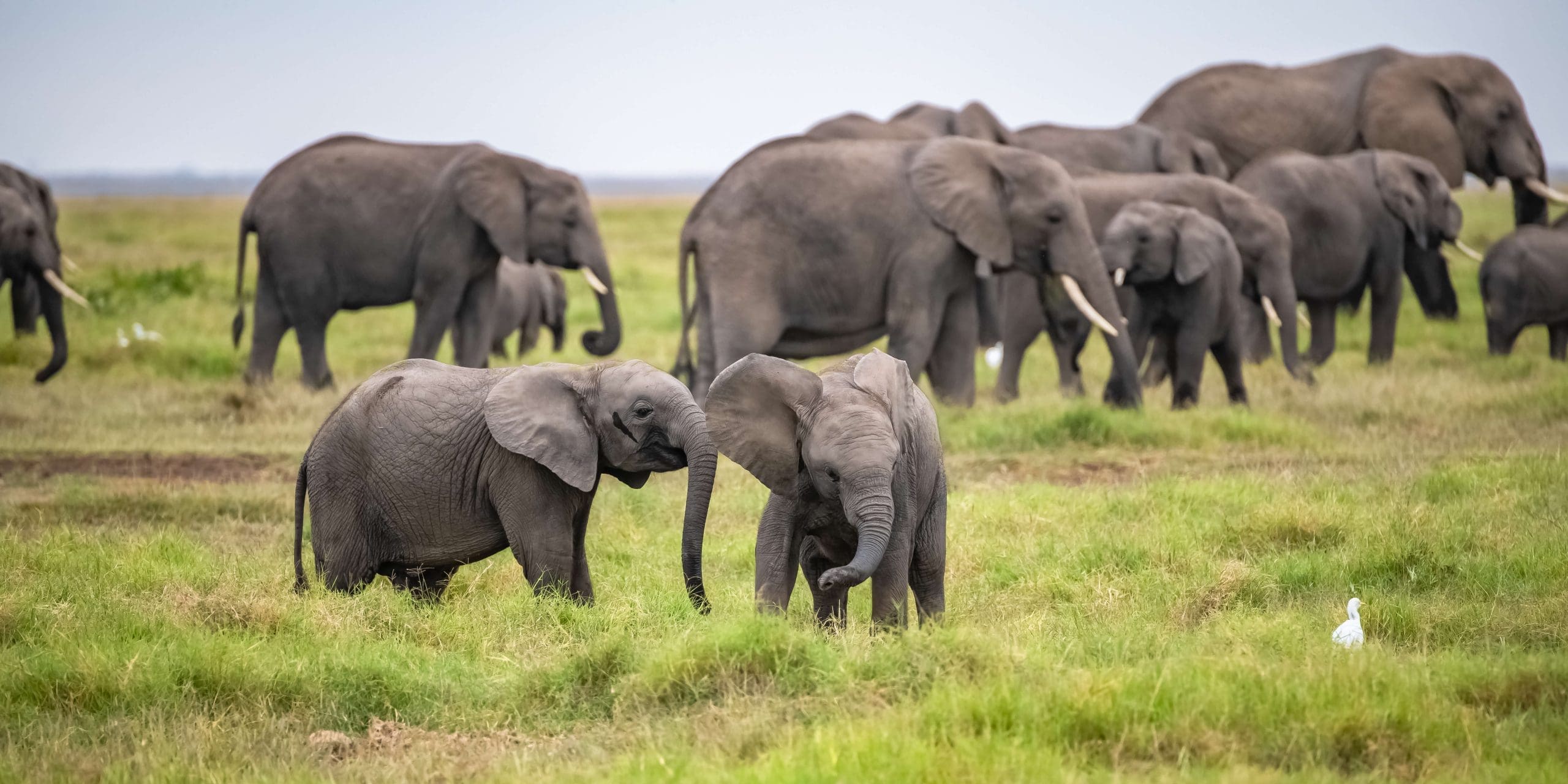 Photograph of wildlife