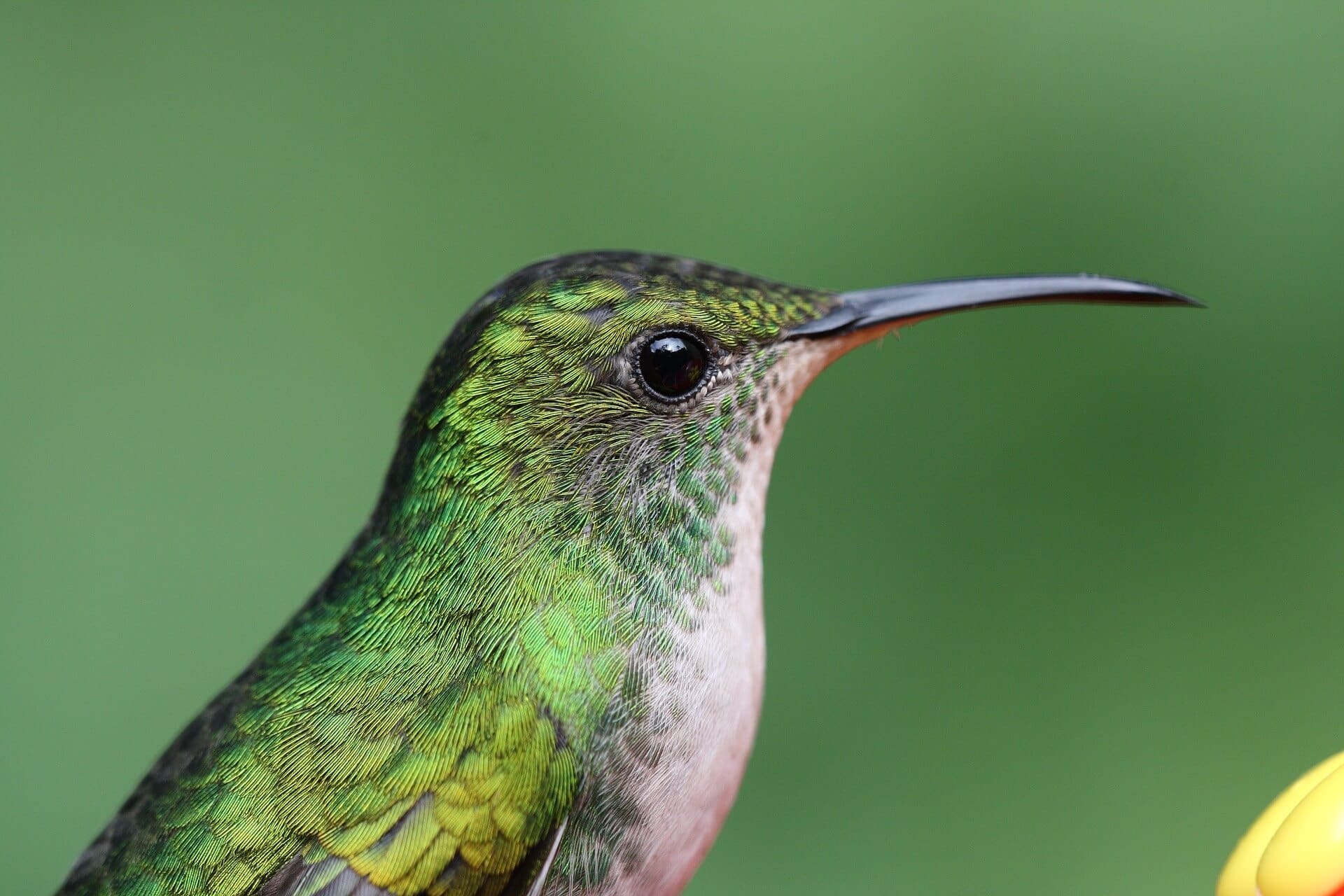 Hummingbird, an ecological barometer.