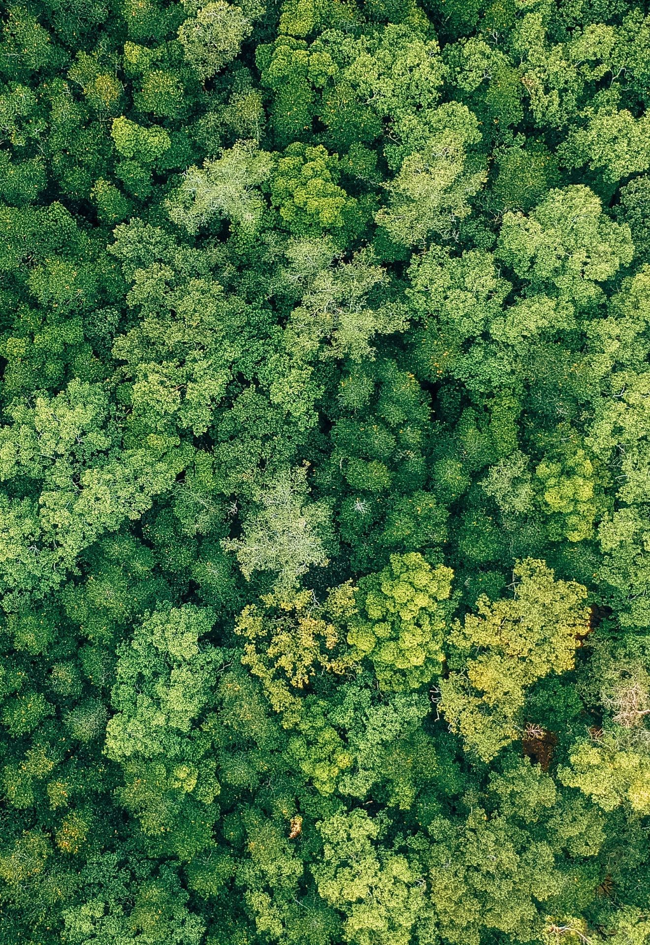 forest pok rie