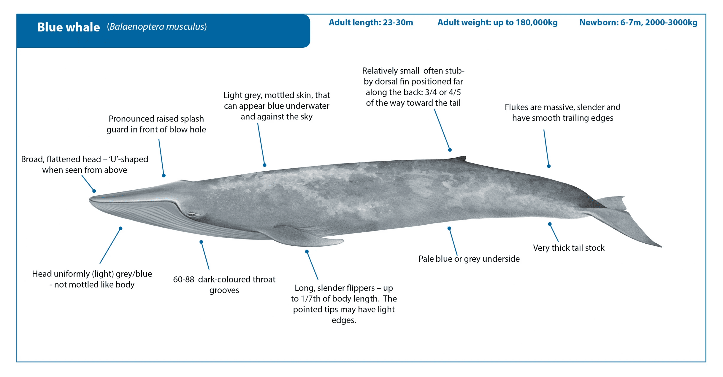 blue whale
