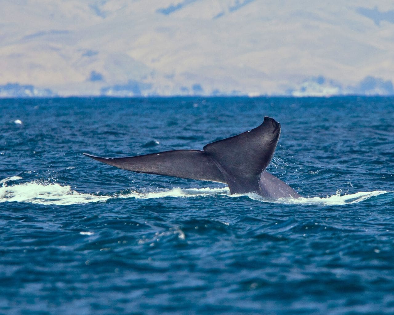 blue whlae tail