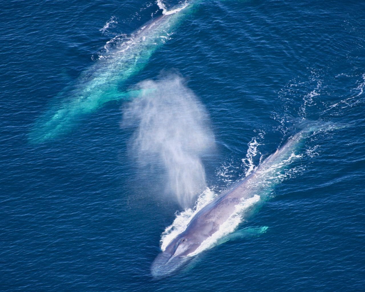 two blue whales