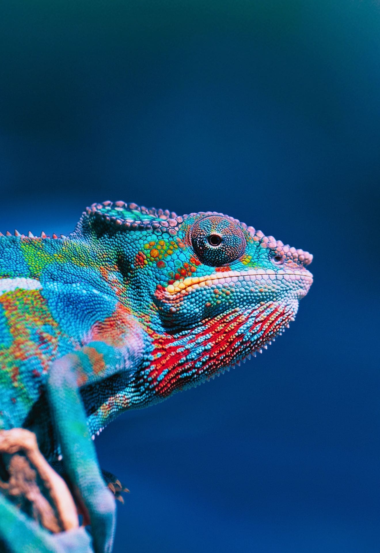chameleon rainbow